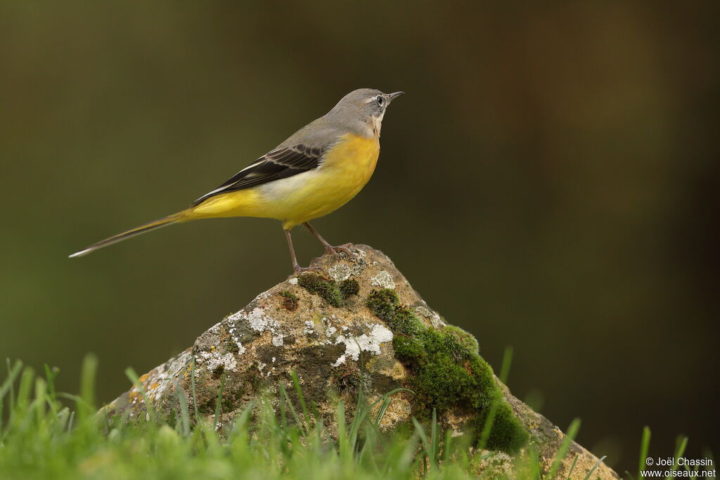Bergeronnette des ruisseaux, identification