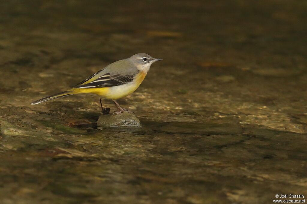 Bergeronnette des ruisseaux, identification