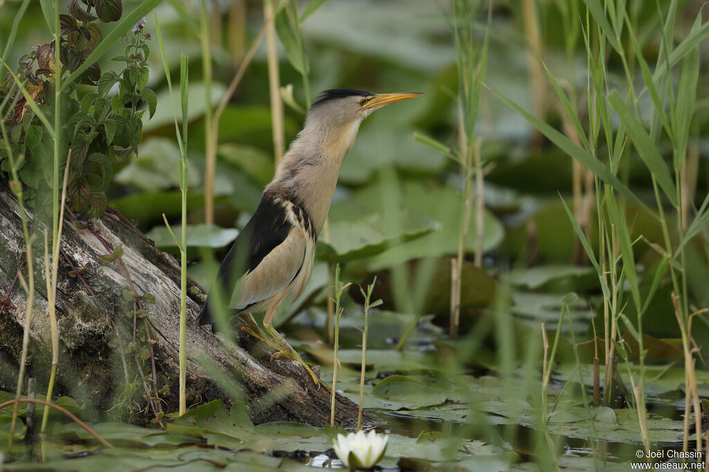 Blongios nain, identification