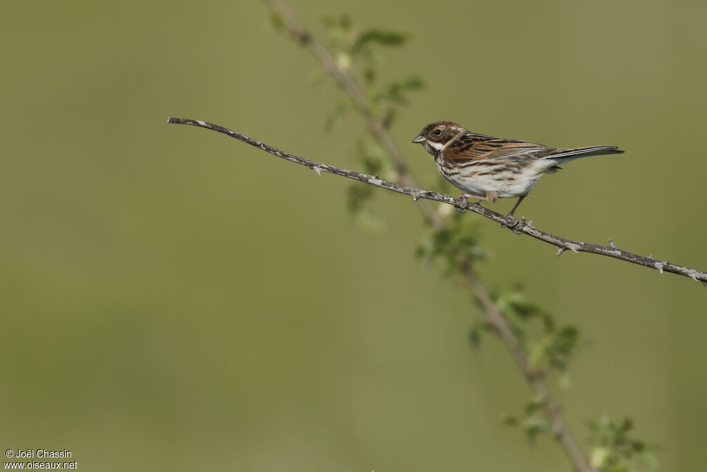 Bruant des roseaux, identification