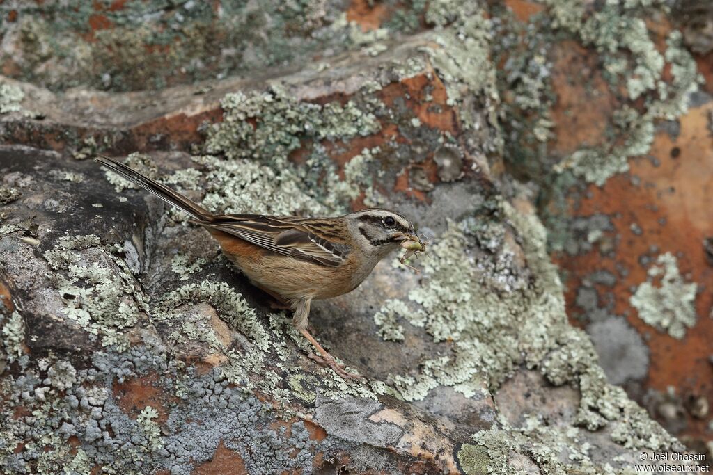 Bruant fou mâle, identification