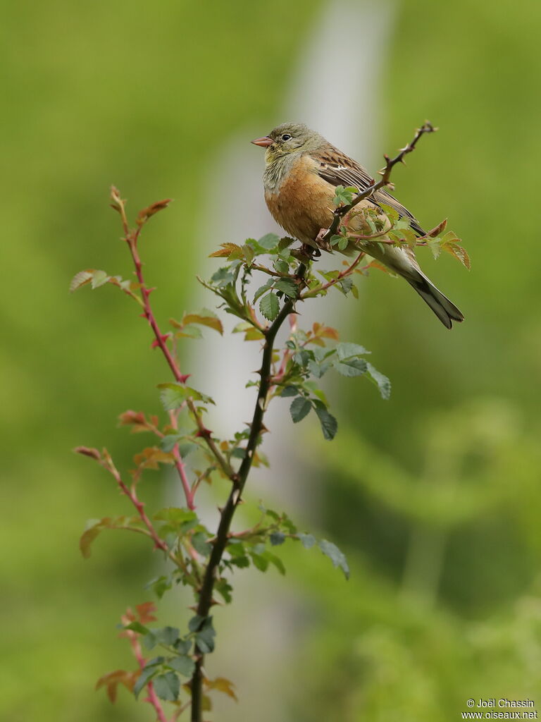 Bruant ortolan, identification