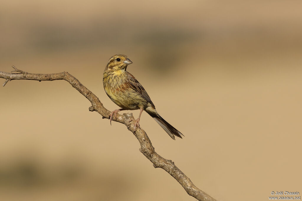 Bruant zizi, identification