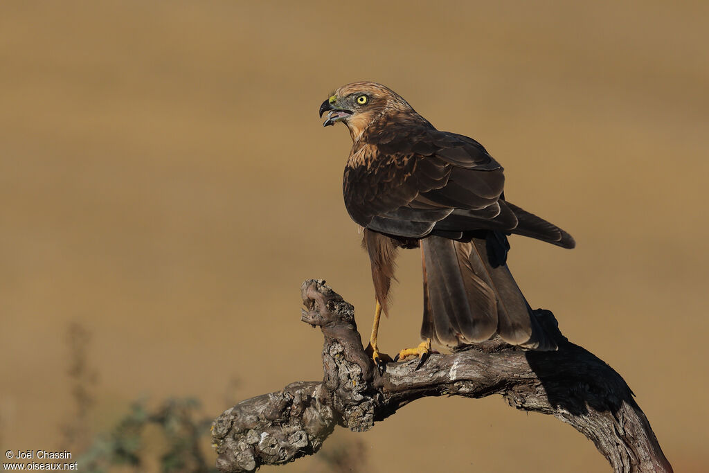 Western Marsh Harrier, identification