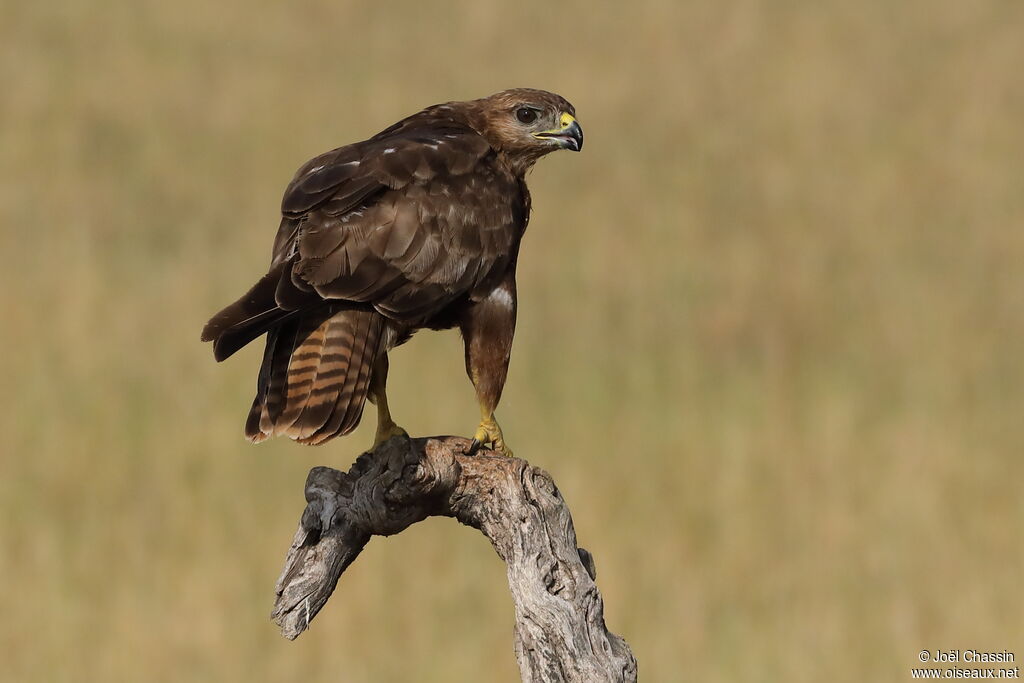 Common Buzzard, identification