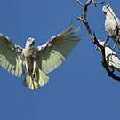 Cacatoès corella