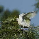 Cacatoès corella