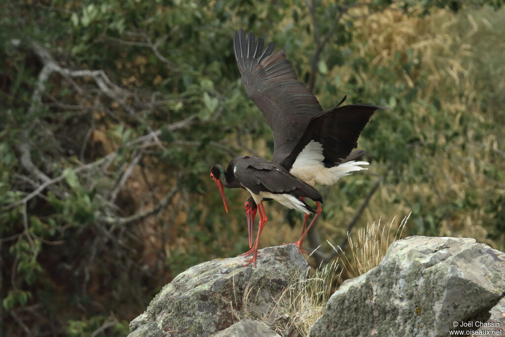 Black Storkadult