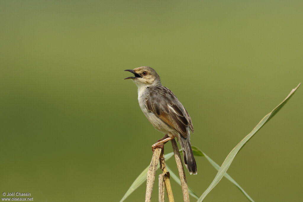 Cisticole du Nil, identification