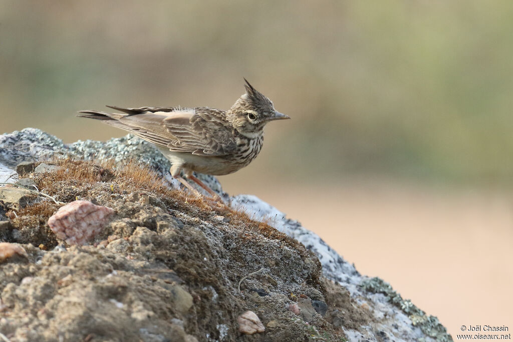 Cochevis huppé, identification