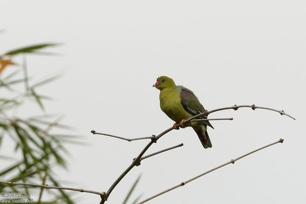 Colombar à front nu, identification