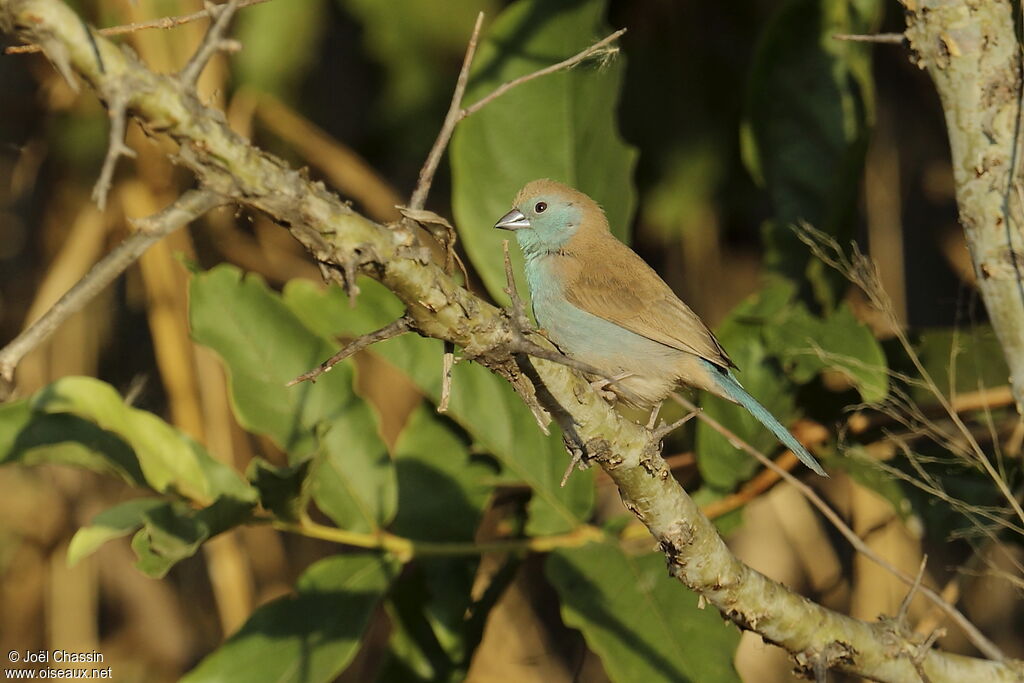 Blue Waxbill, identification