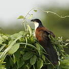 Coucal à nuque bleue