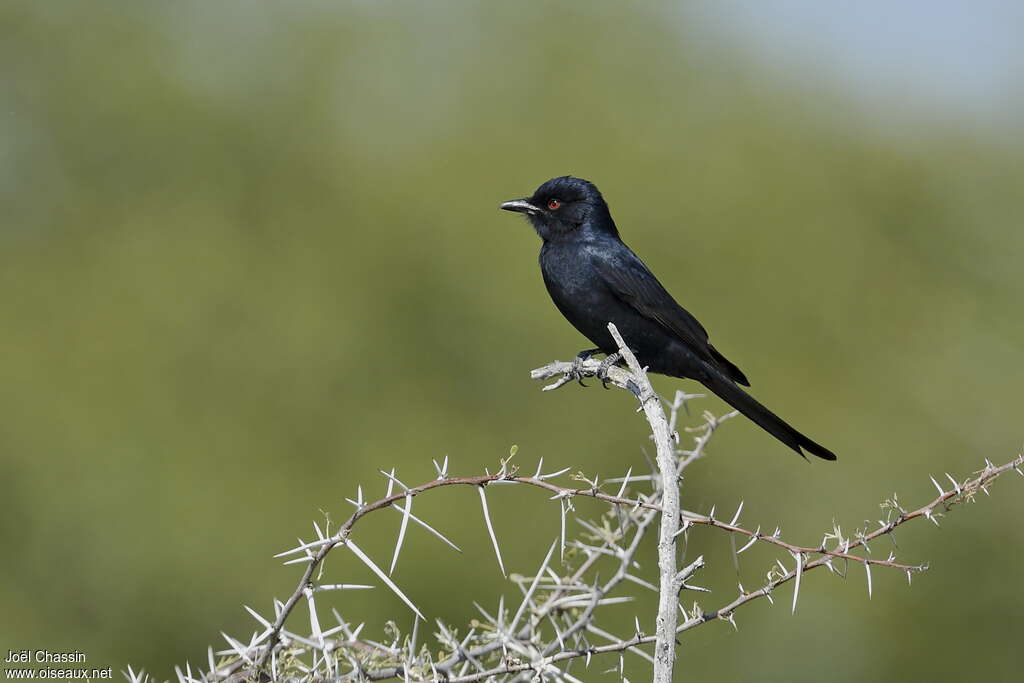 Drongo brillantadulte, identification