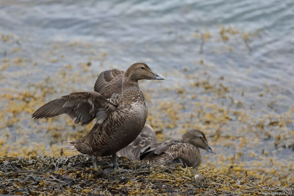 Common Eider female