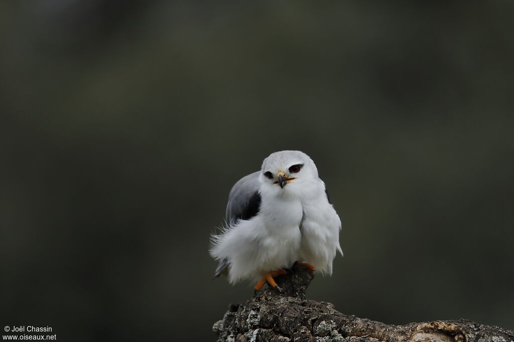 Black-winged Kite, identification