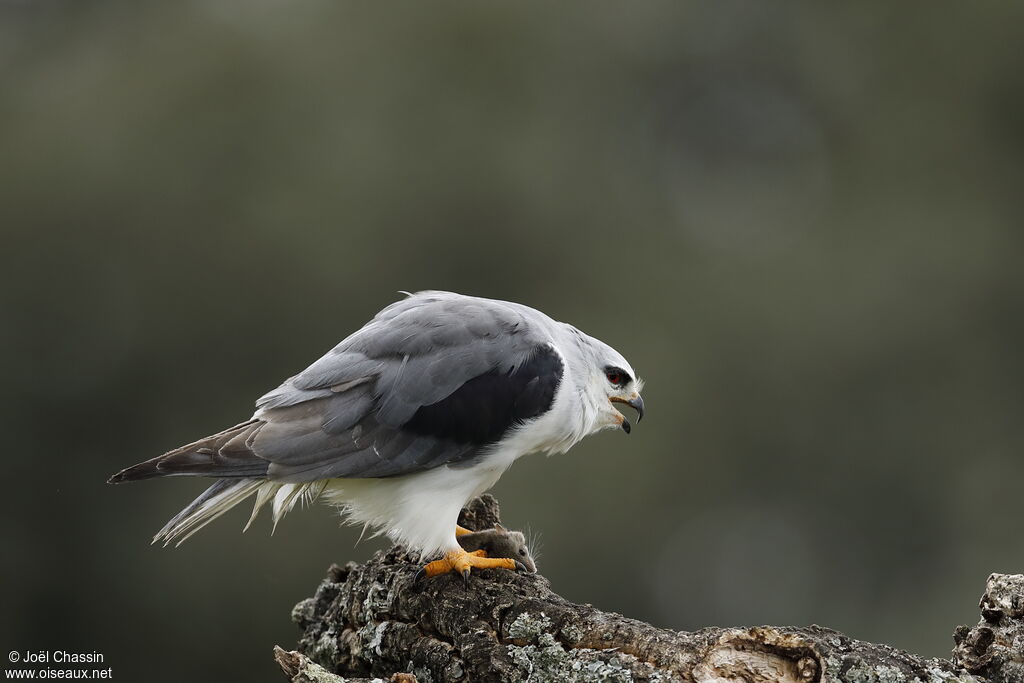 Black-winged Kite, identification, fishing/hunting, eats