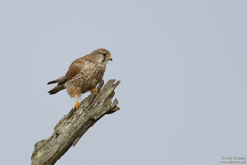 Faucon crécerelle, identification