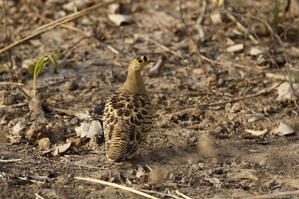 Four-banded Sandgrouse, identification