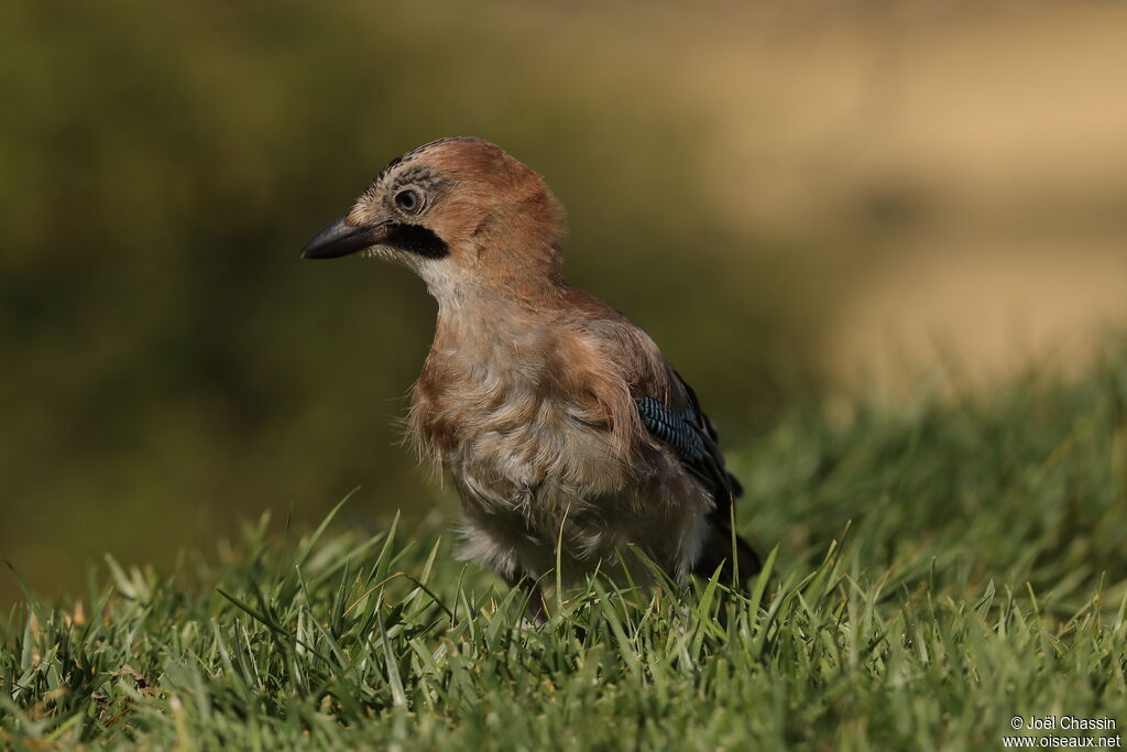 Geai des chênes, identification