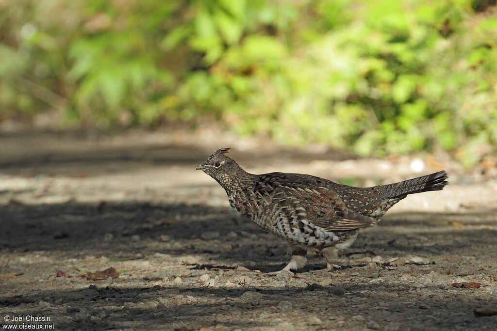 Ruffed Grouse, identification