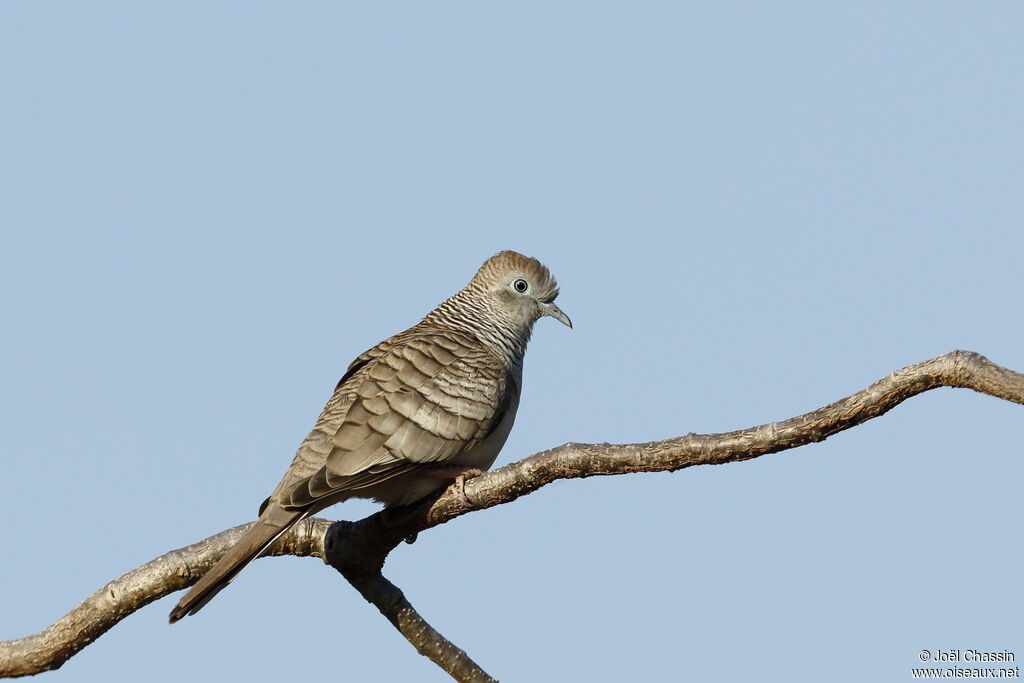Peaceful Dove, identification