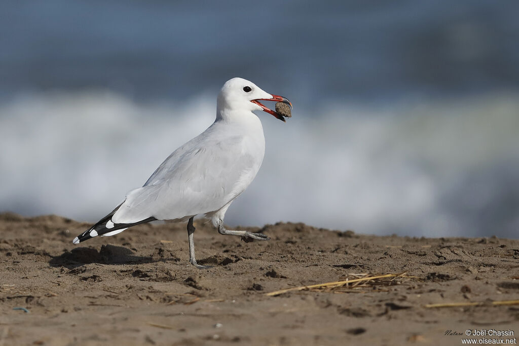 Audouin's Gull, identification