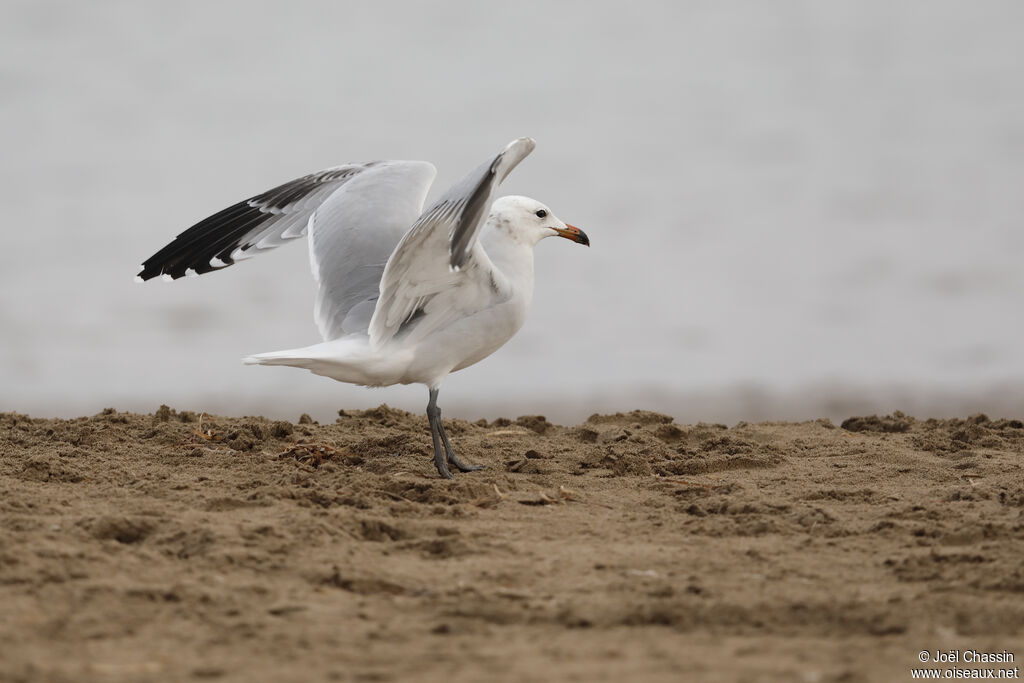 Audouin's Gull, identification