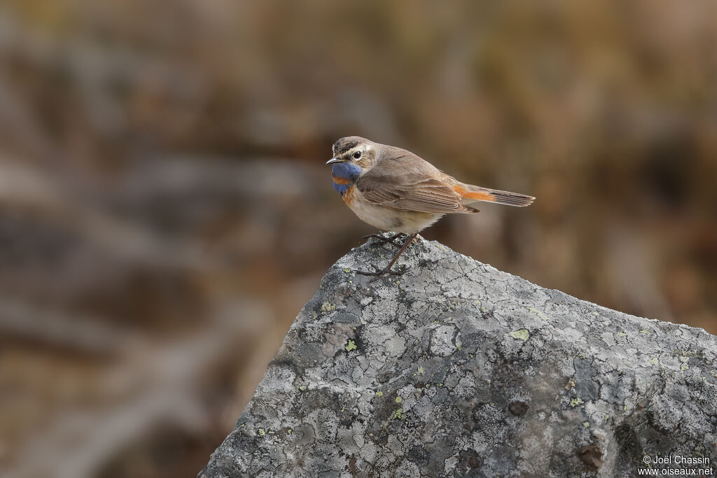 Gorgebleue à miroir, identification