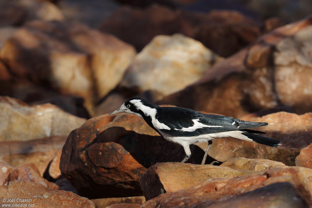 Gralline pie, identification