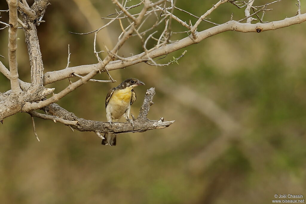 Greater Honeyguide, identification