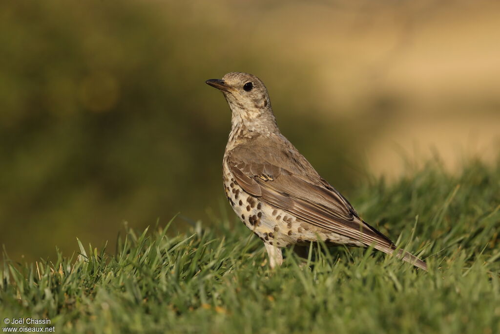 Grive draine, identification