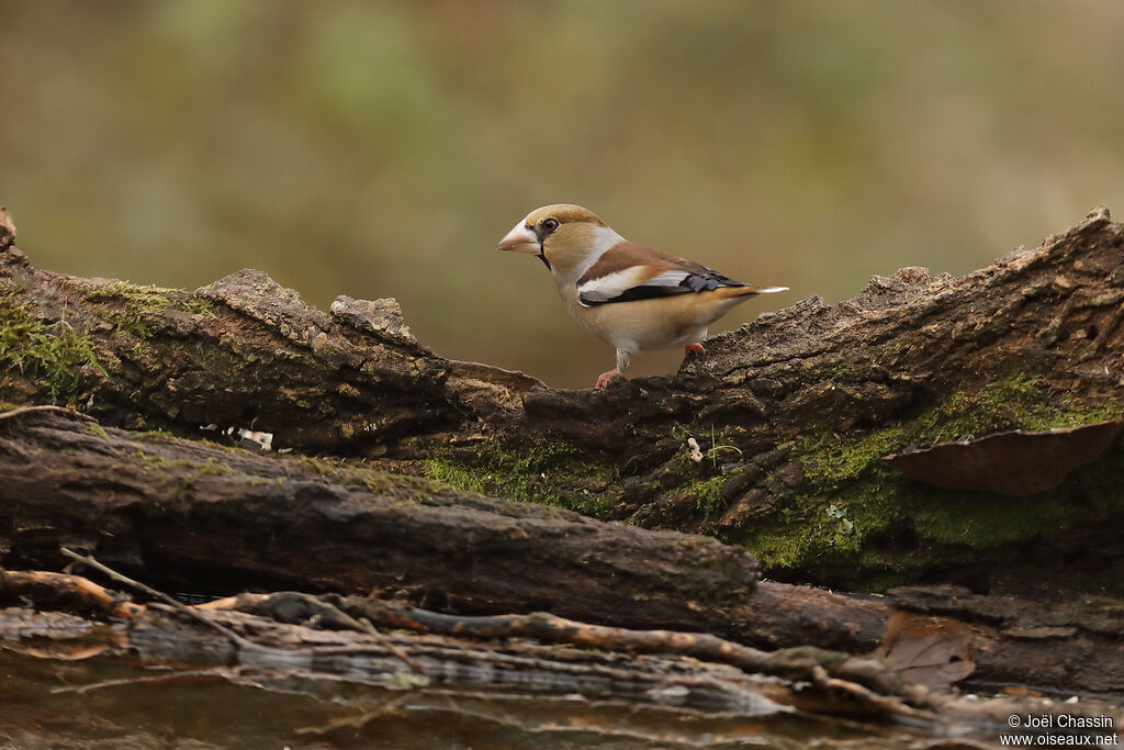 Grosbec casse-noyaux, identification