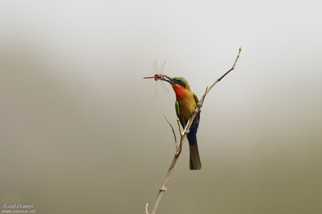 Guêpier à gorge rouge, identification