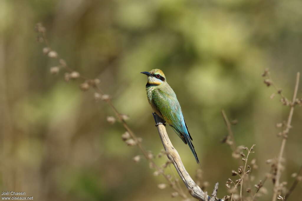 Guêpier arc-en-ciel, habitat