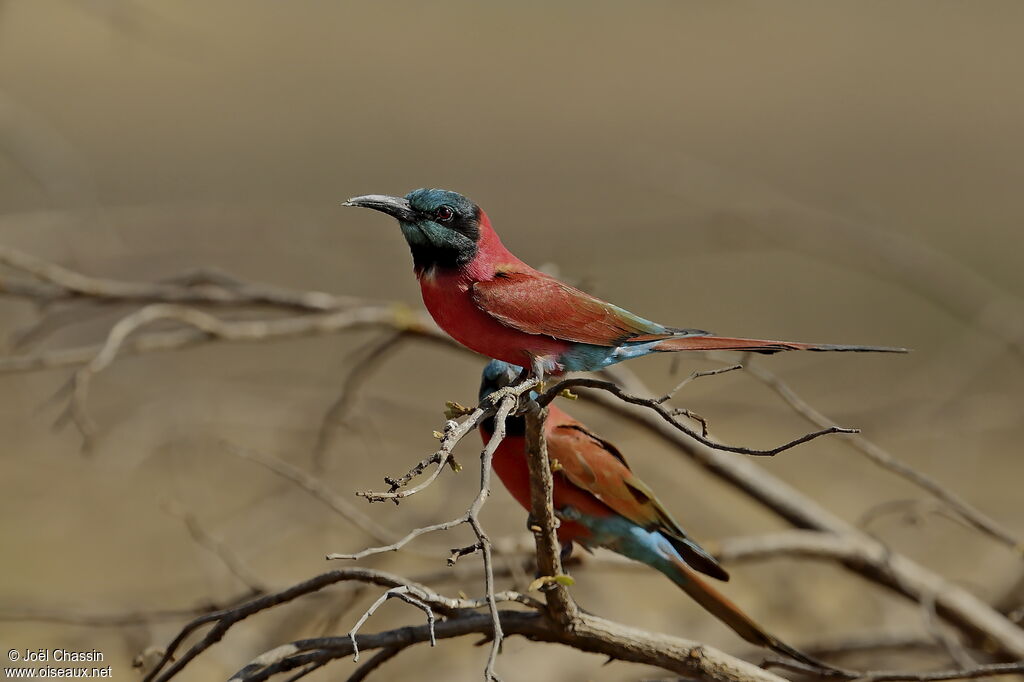 Northern Carmine Bee-eater, identification
