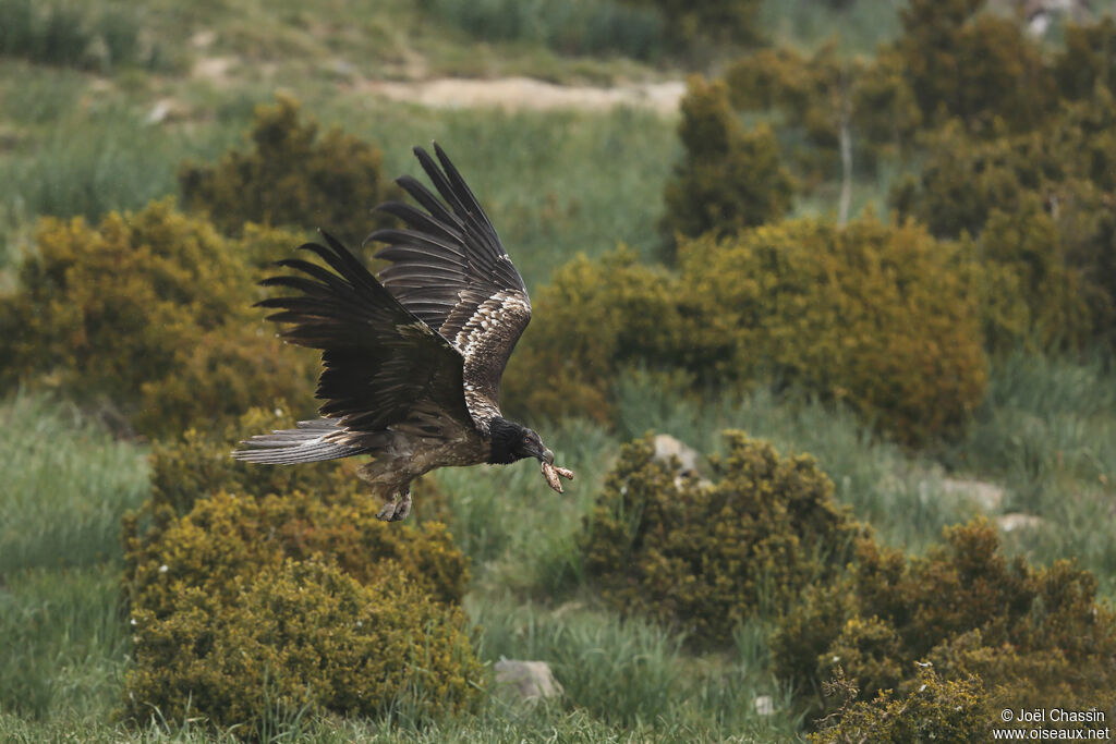 Bearded Vultureimmature, identification