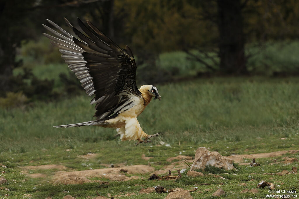 Bearded Vulture, identification
