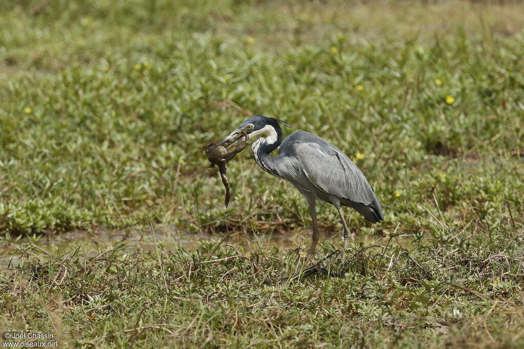 Héron mélanocéphale, identification, pêche/chasse