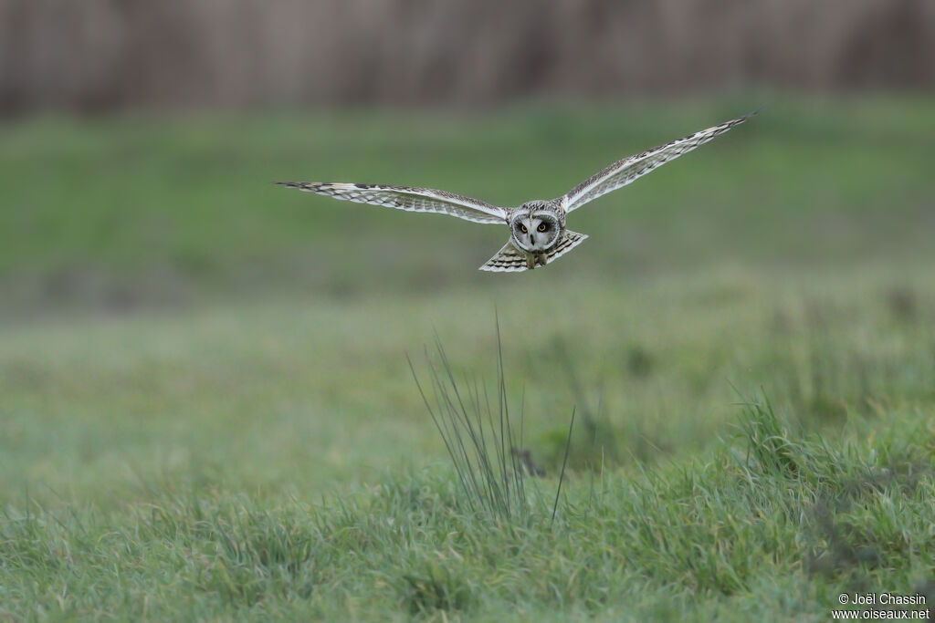 Hibou des marais
