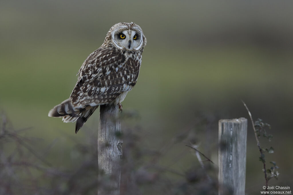Hibou des marais