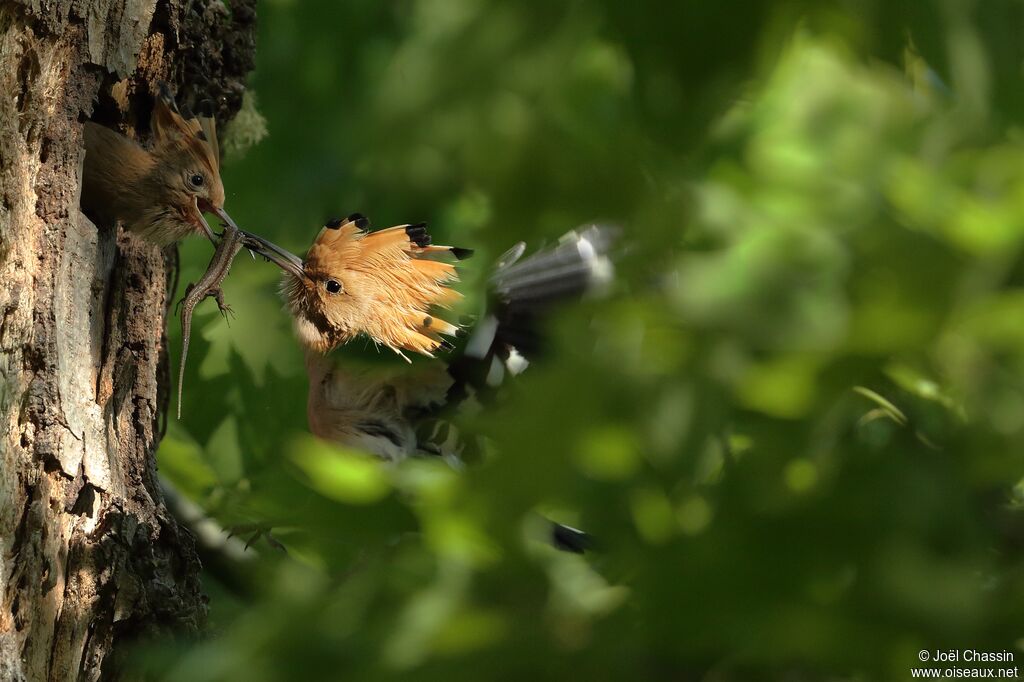 Huppe fasciée, identification, mange