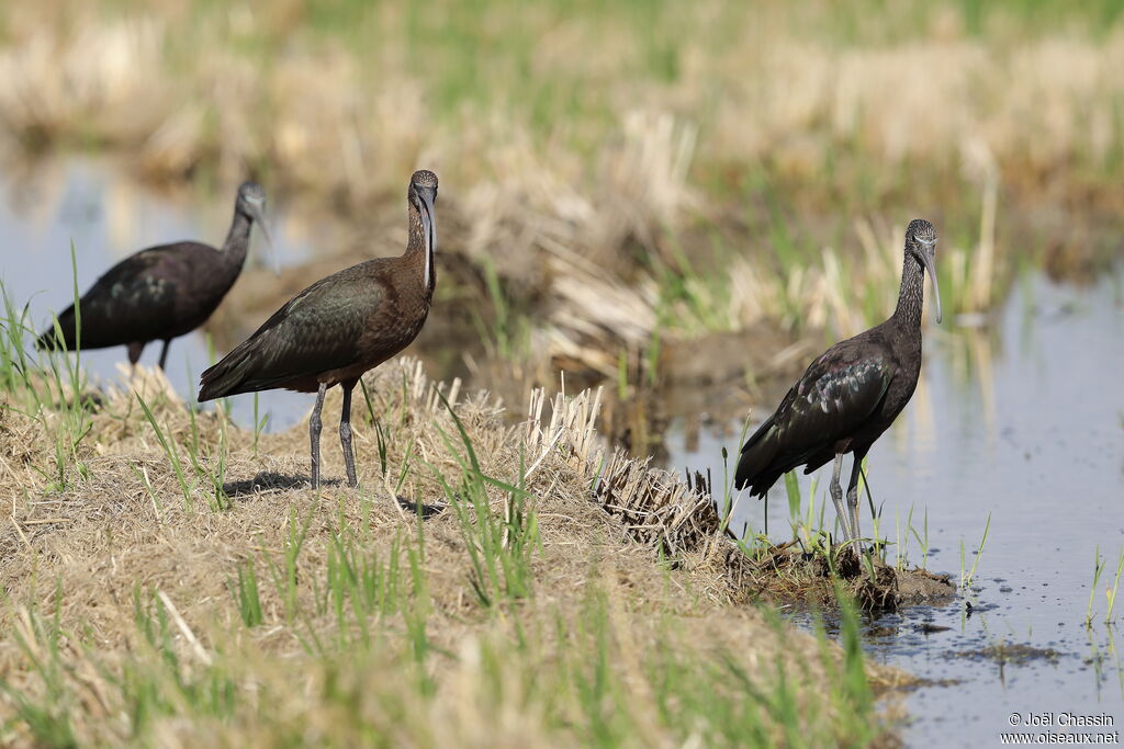 Glossy Ibis