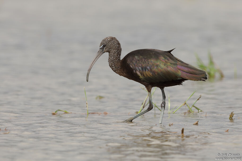 Glossy Ibis