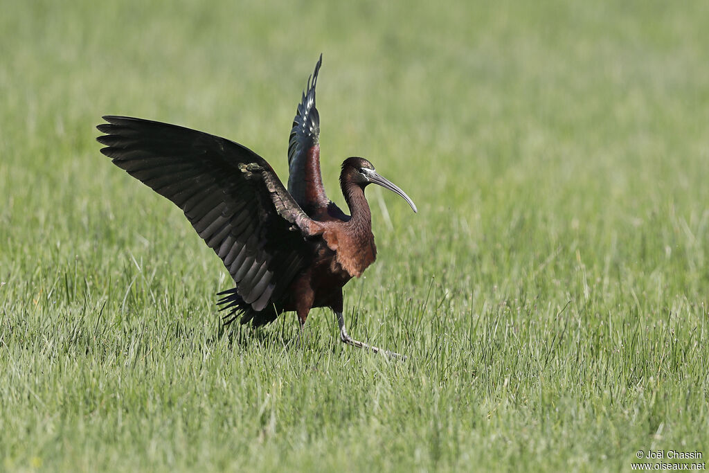 Glossy Ibis, identification