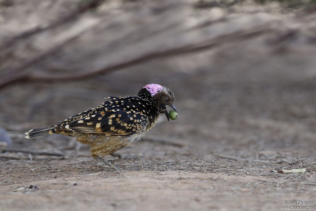 Western Bowerbird male, identification, walking