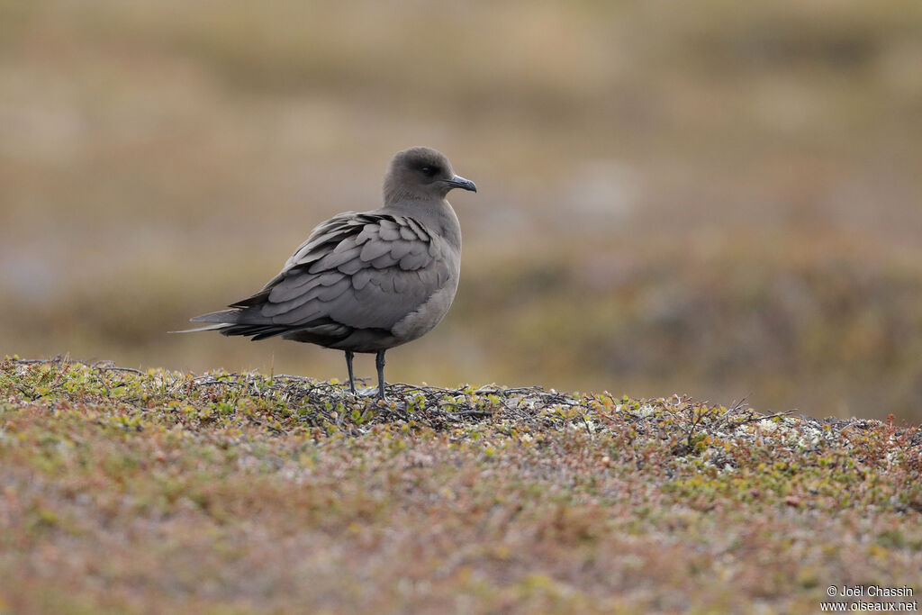 Parasitic Jaeger