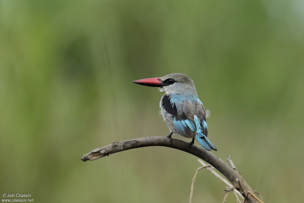 Martin-chasseur du Sénégal, identification