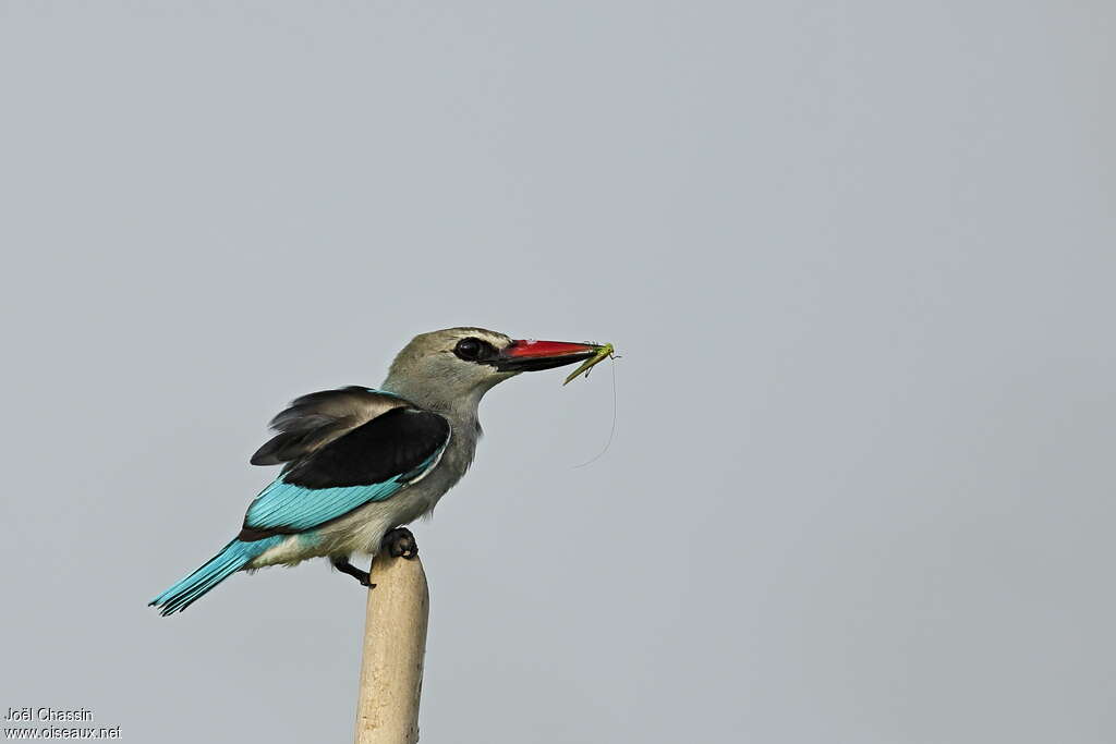 Martin-chasseur du Sénégaladulte, identification, pigmentation, pêche/chasse