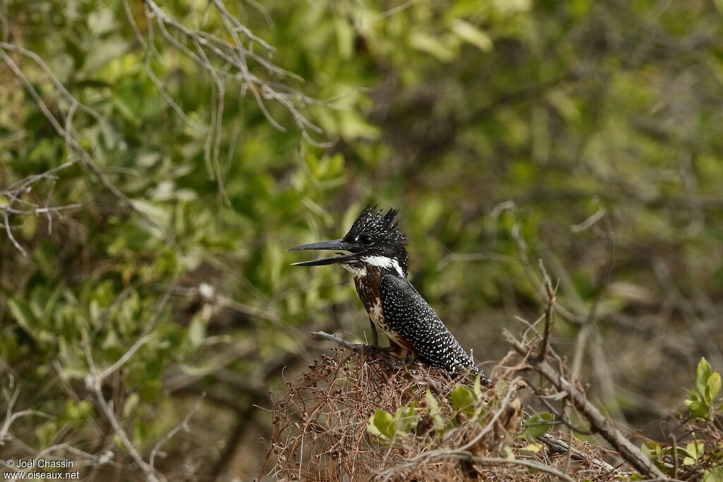 Martin-pêcheur géant, identification